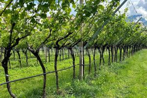 Terreno Pinot grigio