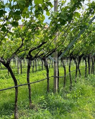 Terreno Pinot grigio