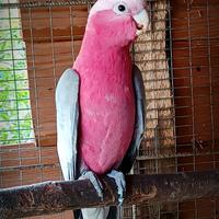 Cacatua roseicapilla