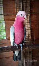 Cacatua roseicapilla