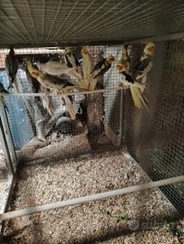 disponibile calopsite