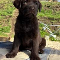 Labrador cioccolato con Pedigree Italiano