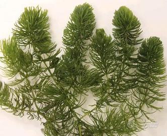 Ceratophyllum demersum