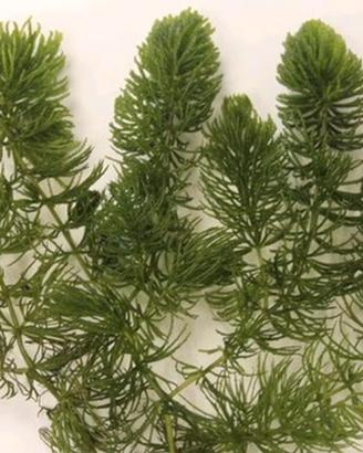 Ceratophyllum demersum
