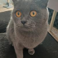 Femmina British Shorthair intera senza pedigree