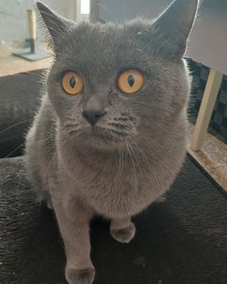 Femmina British Shorthair intera senza pedigree
