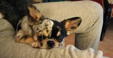 Chihuahua maschio