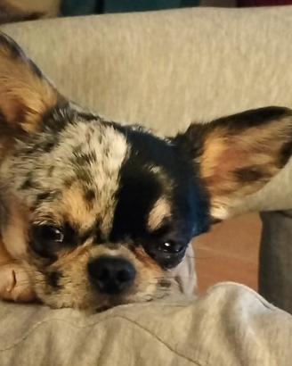 Chihuahua maschio