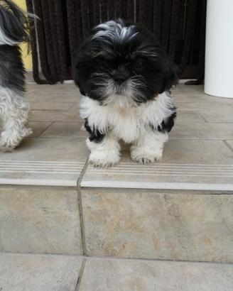 Shih Tzu cuccioli