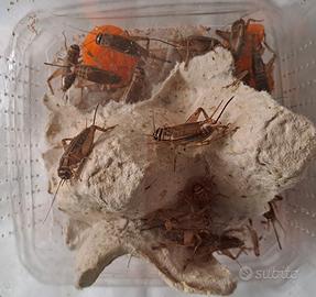 Box grilli acheta domestica