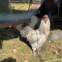 Gallo araucana inglese
