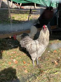 Gallo araucana inglese