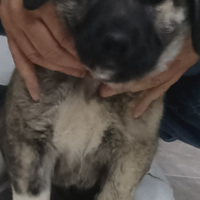 Kangal