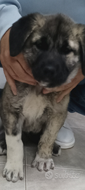 Kangal