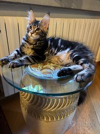 Maine coon cuccioli