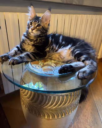 Maine coon cuccioli