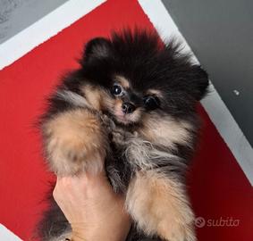 Femminuccia di pomerania