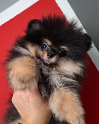 Femminuccia di pomerania