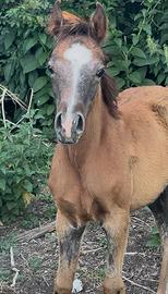 Puledro arabo