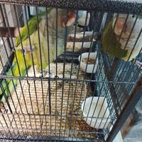 Coppia parrocchetti monaco