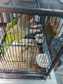 Coppia parrocchetti monaco