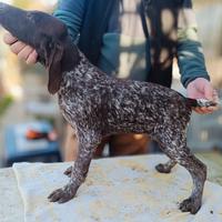 Cuccioli bracco - tedesco ( kurzhaar ) disponibili