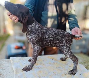 Cuccioli bracco - tedesco ( kurzhaar ) disponibili