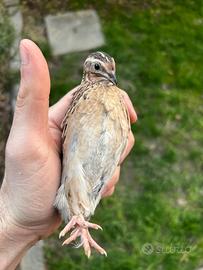 Coppia quaglie da volo