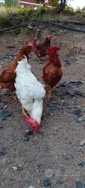 Pollo