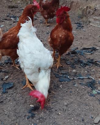 Pollo