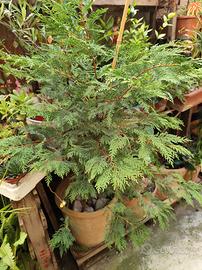 Pianta di Thuja ( Tuia )