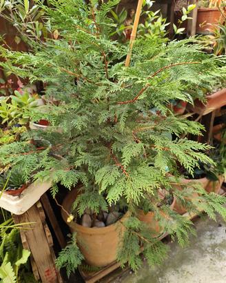 Pianta di Thuja ( Tuia )