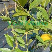 Pianta di Limequatt - Immagine reale