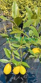 Pianta di Limequatt - Immagine reale