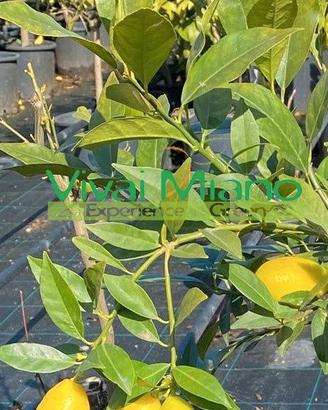 Pianta di Limequatt - Immagine reale