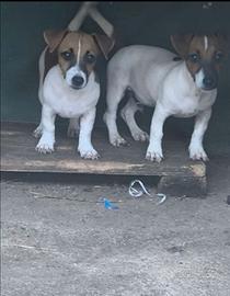 Jack Russell una femmina e un maschio