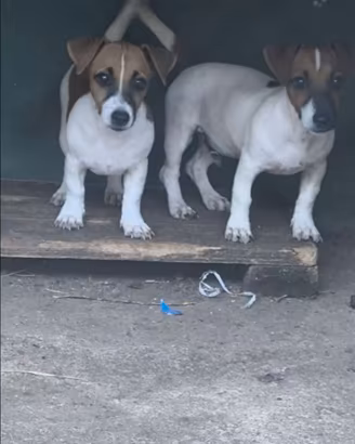 Jack Russell una femmina e un maschio