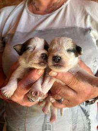 Jack Russell Terrier