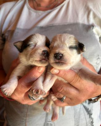 Jack Russell Terrier