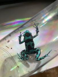 Dendrobates auratus