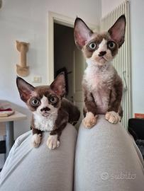 Devon Rex cuccioli