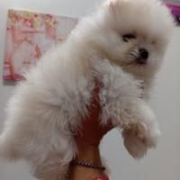 Spritz di Pomerania nano