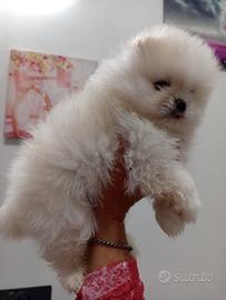 Spritz di Pomerania nano