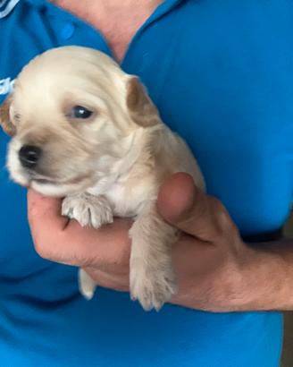 Maltipoo