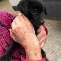 Cucciolo di cane - piccola taglia