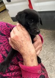 Cucciolo di cane - piccola taglia