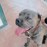Cane corso