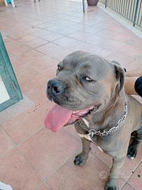 Cane corso
