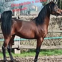 Disponibile per Monta naturale