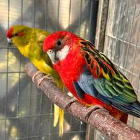 Rosella comune maschio